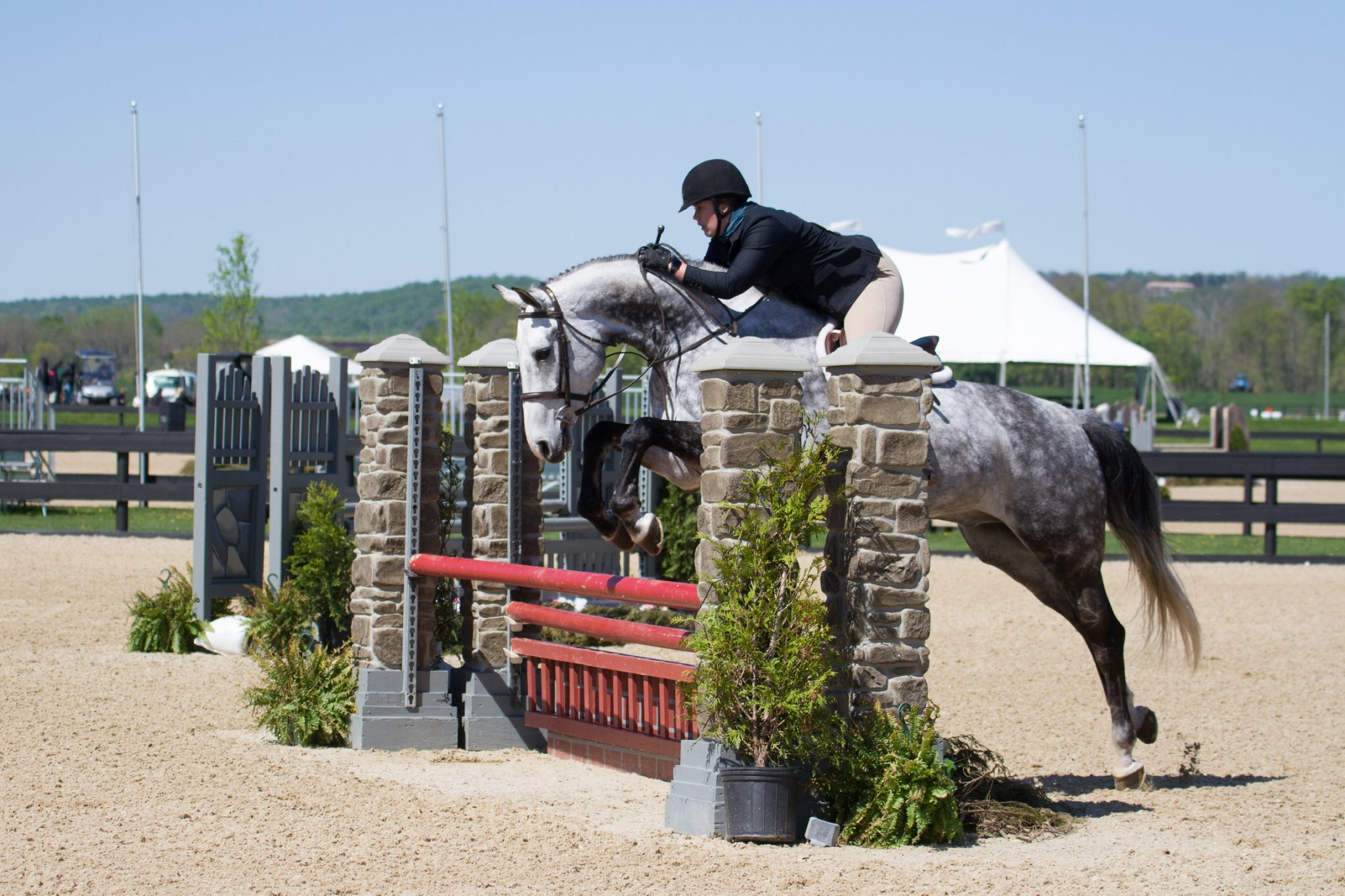 Reasonably Priced Imported Warmblood Horses for Sale in Northern NJ