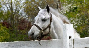 Horses for Sale in NJ