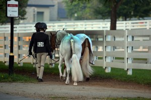 Horseback Riding Services