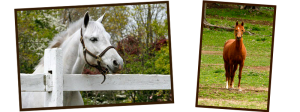 Horses For Sale NJ