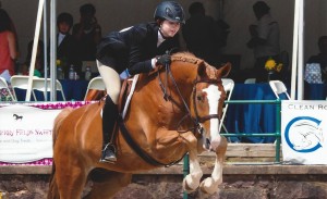 Horses for Sale in NJ